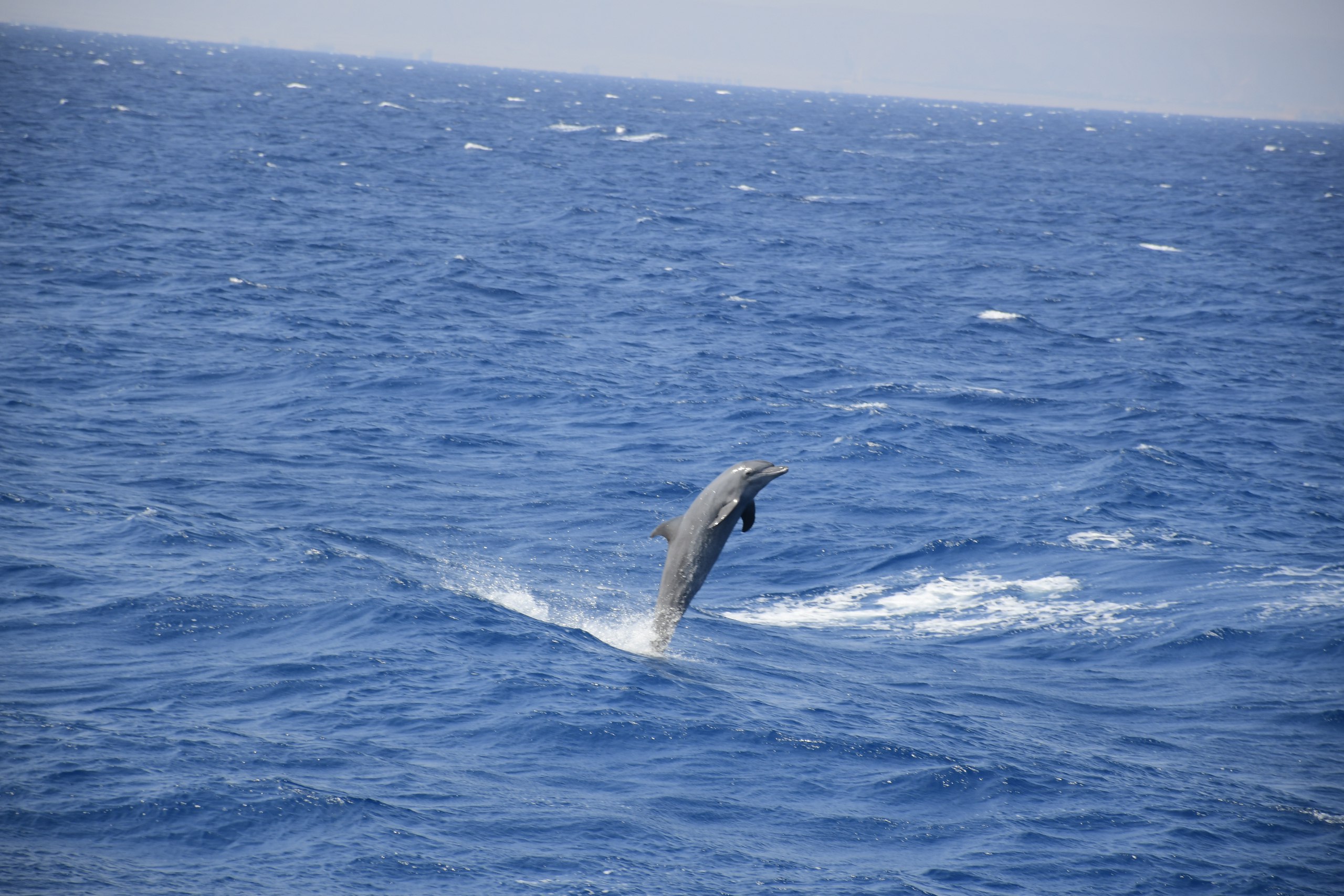 Dolphin House VIP Cruise: Swim with Dolphins, Snorkeling, Breakfast & Lunch