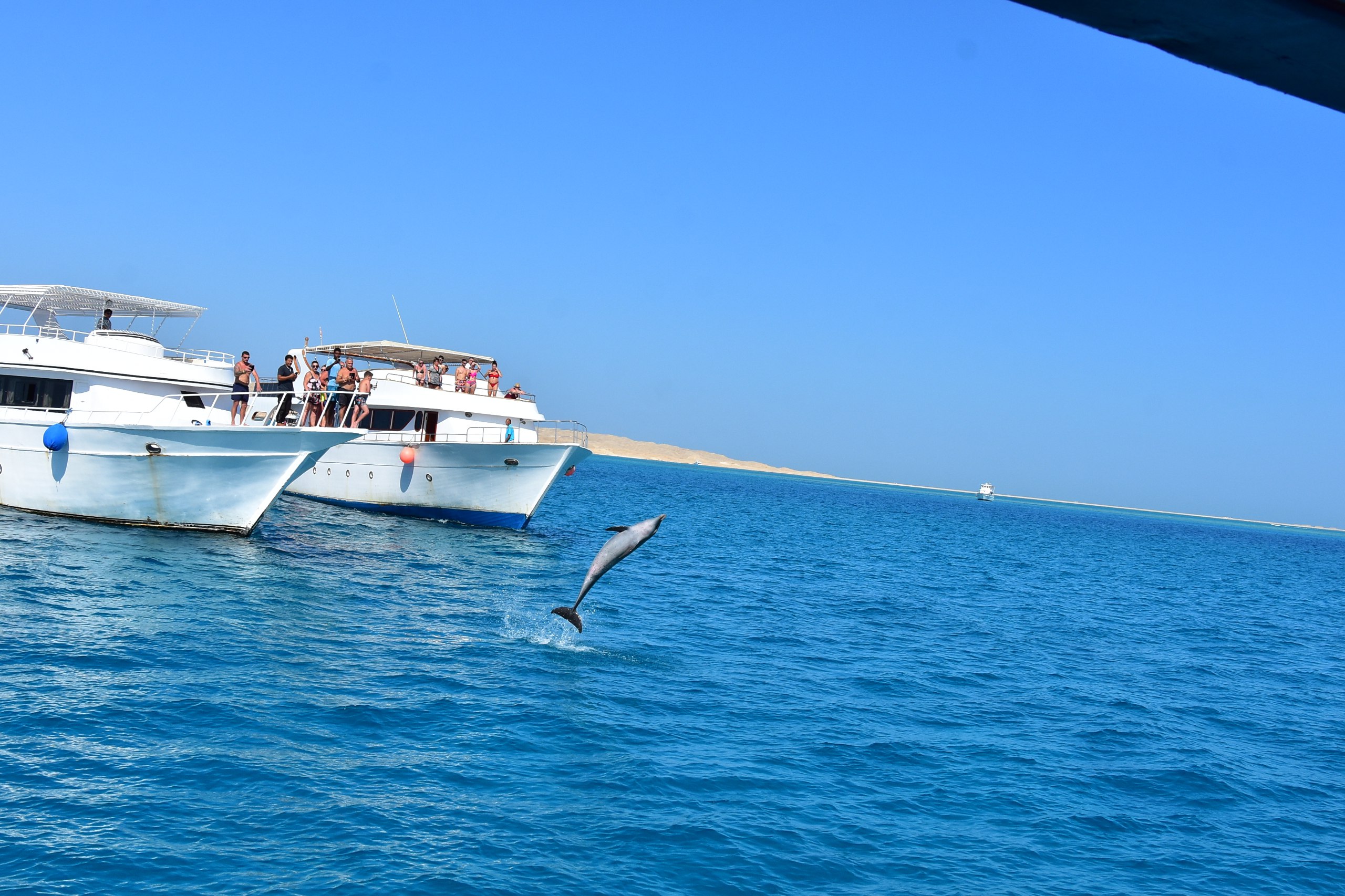 Dolphin House VIP Cruise: Swim with Dolphins, Snorkeling, Breakfast & Lunch